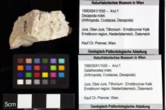 Foto (Objket + Etiketten) von Decapoda indet. 